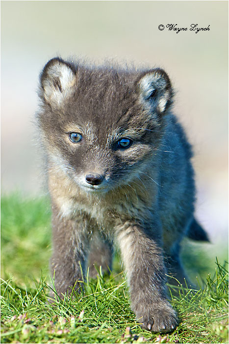 Arctic Fox Pup by Dr. Wayne Lynch &copy;